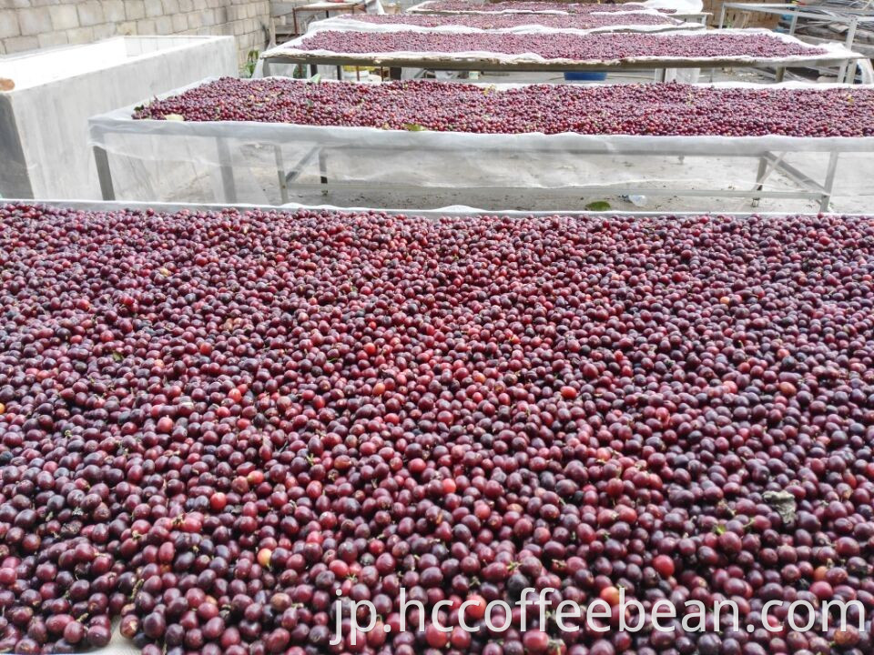 中国雲南グリーンコーヒー豆、スクリーン14アップ、アラビカタイプ